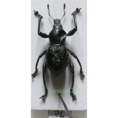 Metapocyrtus negrosensis Schultze, 1925 Philippines7c